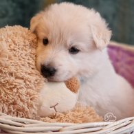 White Swiss Shepherd Dog - Both