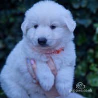 White Swiss Shepherd Dog - Both