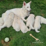 White Swiss Shepherd Dog - Both