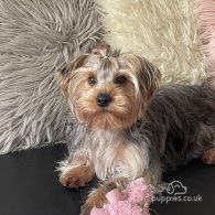 Yorkshire Terrier