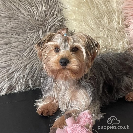 Yorkshire Terrier