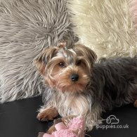 Yorkshire Terrier