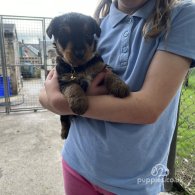 Airedale Terrier - Both