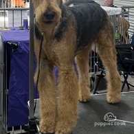 Airedale Terrier - Both