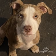 Staffordshire Bull Terrier - Both