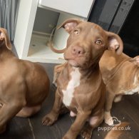 Staffordshire Bull Terrier - Both