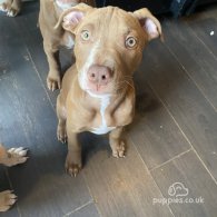 Staffordshire Bull Terrier - Both