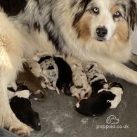 Australian Shepherd Dog - Both