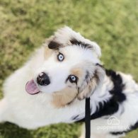 Australian Shepherd Dog - Both