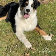 Australian Shepherd Dog - Both