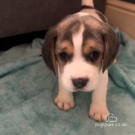 Beagle - Both