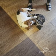 Beagle - Both