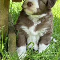 Bearded Collie - Dogs