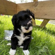 Bearded Collie - Dogs