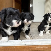 Bearded Collie - Dogs