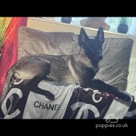 Belgian Shepherd Dog (Groenendael) - Both