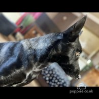 Belgian Shepherd Dog (Groenendael) - Both