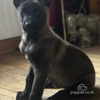 Belgian Shepherd Dog (Groenendael) - Both