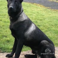 Belgian Shepherd Dog (Groenendael) - Both