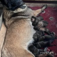 Belgian Shepherd Dog (Groenendael) - Both