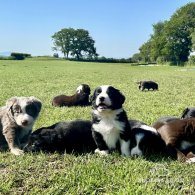 Border Collie - Both