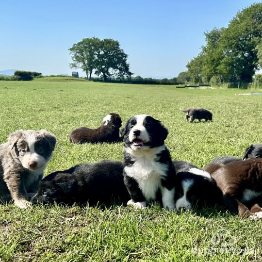 Border Collie - Both