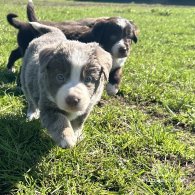 Border Collie - Both