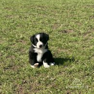 Border Collie - Both