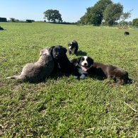 Border Collie - Both