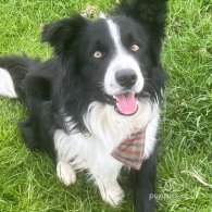 Border Collie - Both