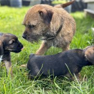 Border Terrier - Bitches