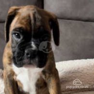 Boxer - Both