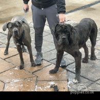 Cane Corso - Bitches