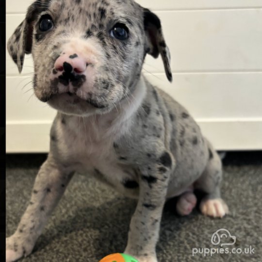 Cane Corso - Both