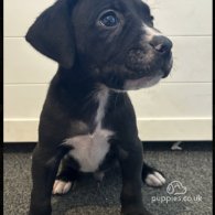 Cane Corso - Both