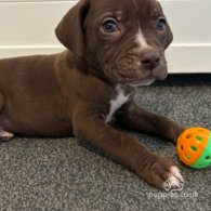 Cane Corso - Both