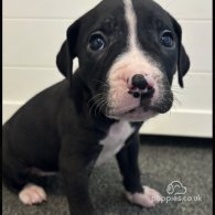 Cane Corso - Both