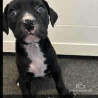 Cane Corso - Both