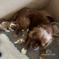 Cavalier King Charles Spaniel - Both