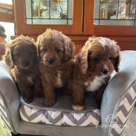 Cavapoo - Both