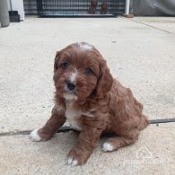 Cavapoo - Both