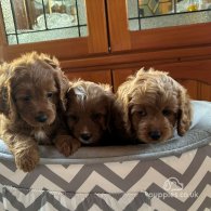 Cavapoo - Both