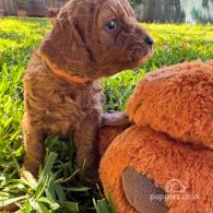 Cavapoo - Both