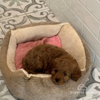 Cavapoo - Both