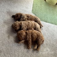 Cavapoo - Both