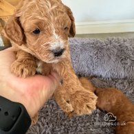 Cavapoo - Both