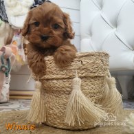 Cavapoo - Both