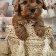 Cavapoo - Both