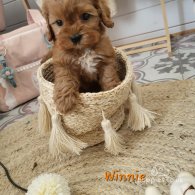 Cavapoo - Both