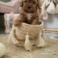 Cavapoo - Both